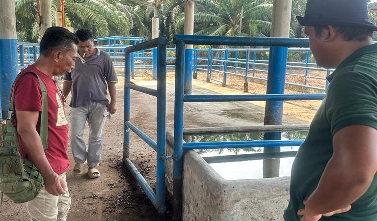 KERJA PEMBERSIHAN KANDANG FIDLOT PLASMA A, SRI MAKMUR MARAN PAHANG