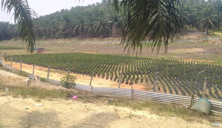 GAMBAR SEKITAR TAPAK SEMAIAN KPFB WILAYAH KPFB – FASA 9 SELESAI MENAMAN