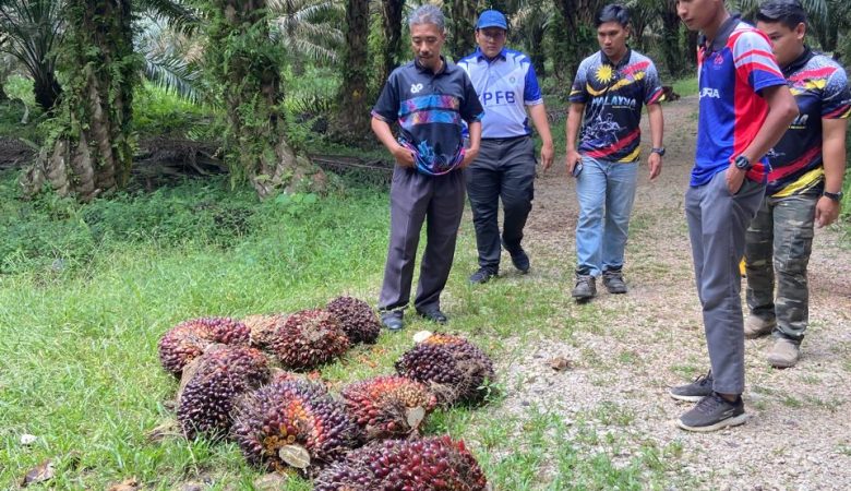 KERJA PEMANTAUAN PEMASARAN BTS FELCRA BERHAD SIMPANG RENGGAM