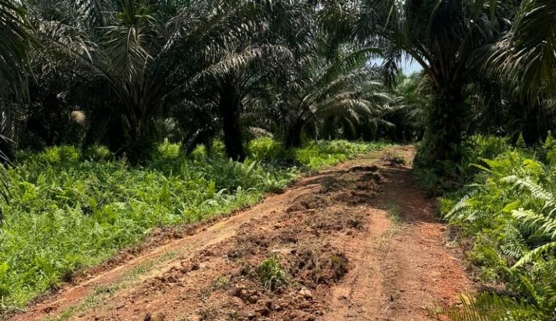 Pantauan kerja Teknikal Kontrak JPD (Jalan Perhubungan Desa) Fb Simpang Renggam .