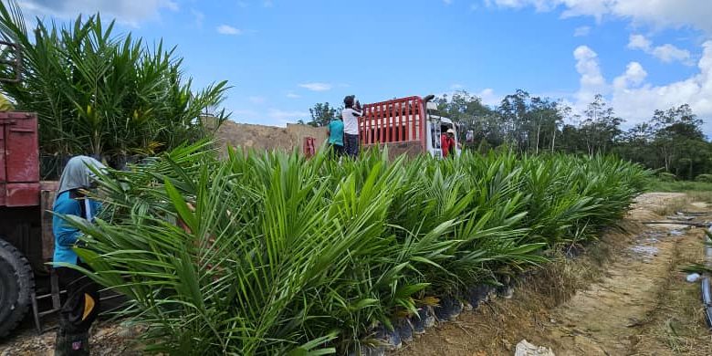 MEMBEKAL ANAK BENIH KELAPA SAWIT KE ESTET BALINGIAN