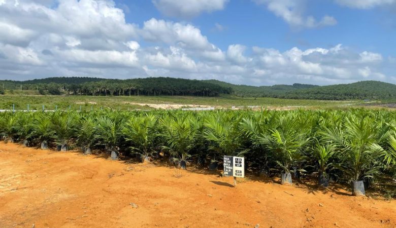 NURSERI PKPP AGRO SDN BHD PALOH INAI